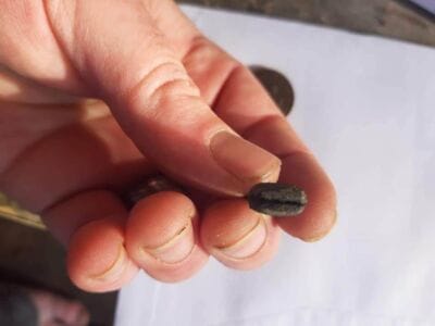 Had this little fellow today 3