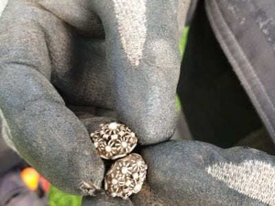 Nice find yesterday with my Anfibio