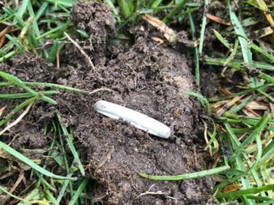 Silver ring love this Anfibio