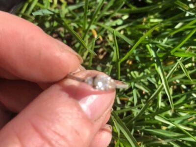 A bunch of Clade and a junk ring