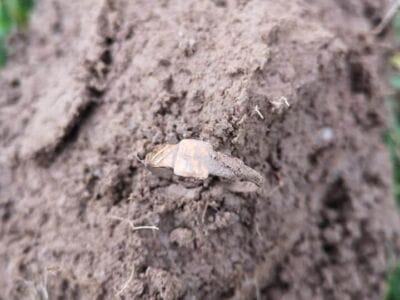 Couple of recent findings