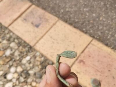 Anfibio toujours au top