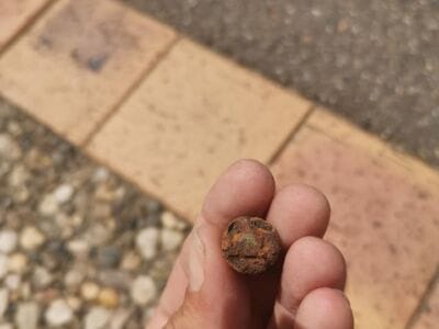 Anfibio toujours au top