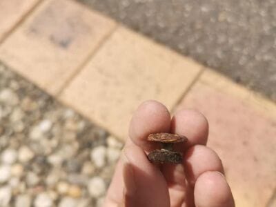 Anfibio toujours au top