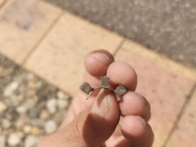 Anfibio toujours au top