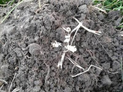 I myself have been detecting for 21 years now