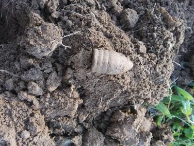 The Simplex is great