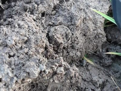 Today with Simplex on new meadow,little trash and good signalshh