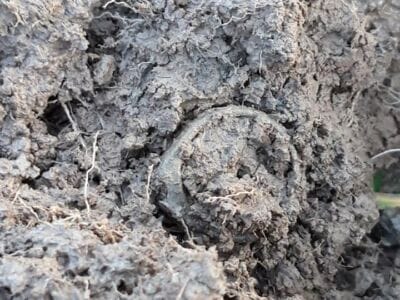 Today with Simplex on new meadow,little trash and good signalshh