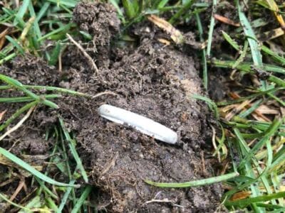 A few cool finds with my Anfibio