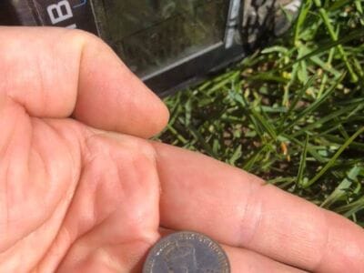 A few cool finds with my Anfibio