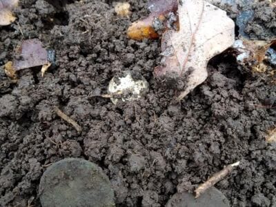 I found on the old forest road