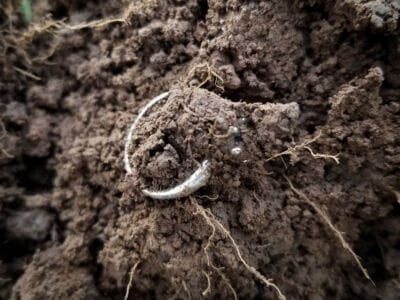 Lots of coins and a beautiful silver ring