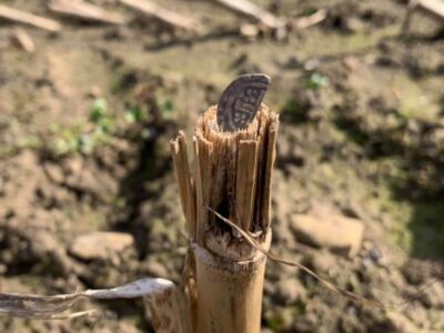 Back out with the Simplex