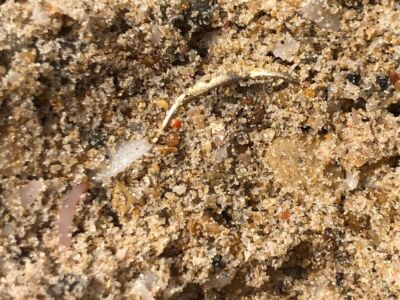 Anfibio Multi beach hunt 2021-03-31