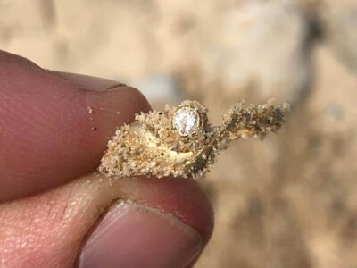 Anfibio Multi beach hunt 2021-03-31