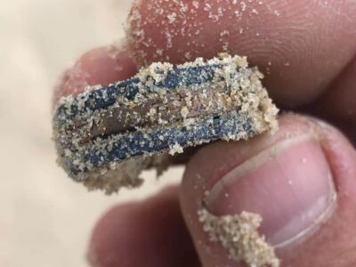 Anfibio Multi beach hunt 2021-03-31