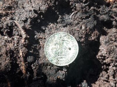 Gold and silver in the woods