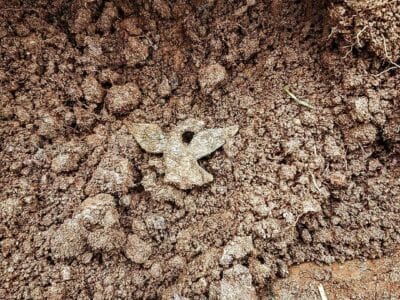 A Find Of Mine From A Week Ago - 3