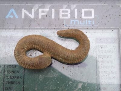 Good Afternoons On A Manor House Park - 6