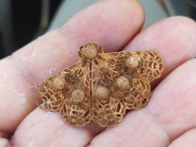 Hairpin Found with Simplex Detector - 2