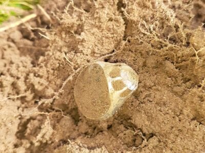 Pulled This Beauty Out Of The Ground Today - 1