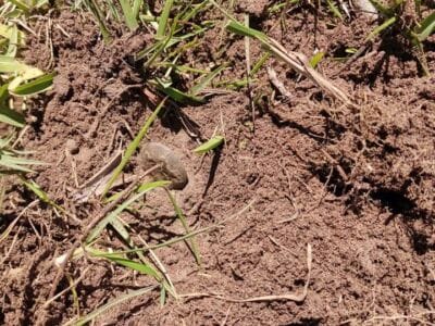 Finds On Short Hunt On Our Property - 4