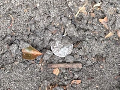 Back At It 1903 Barber - 1