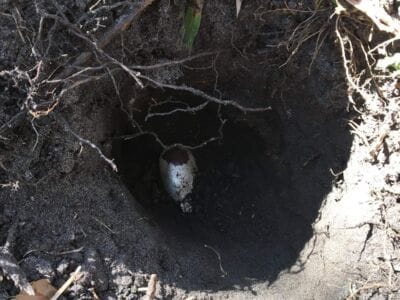 Dug An Antique Spoon - 1