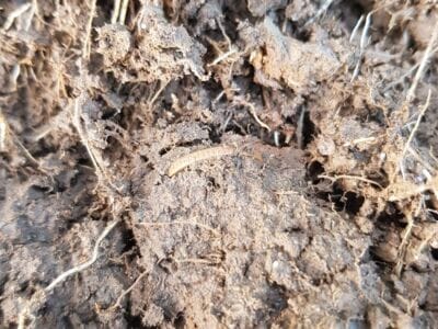 We Found A Few Copper Coins - 4