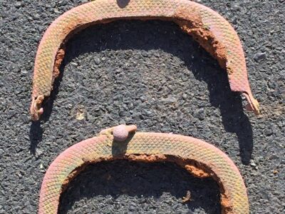 Had A Decent Hunt This Weekend - 16