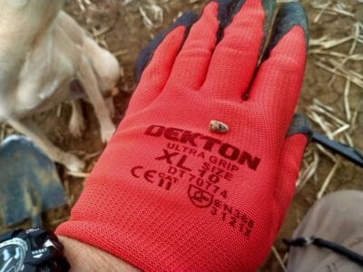 Two Hours Two Roman Brooches - 5