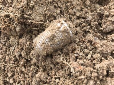 Permission This Morning With The Simplex - 2