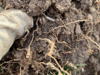 The Legend ID 44 Silver Ring With Pearl - 2