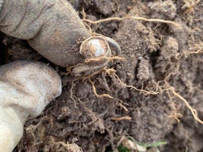 The Legend ID 44 Silver Ring With Pearl - 3