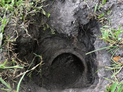 Nokta The Legend Strikes It At Down - 1