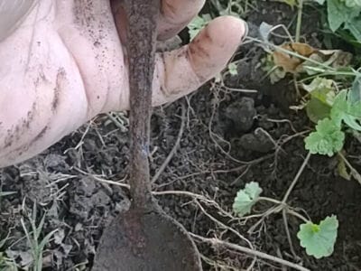 All Found With The Great Simplex+ Detector - 1