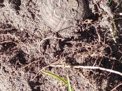 That's Been Down There Awhile Just Dug - 1