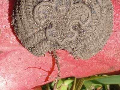 That's Been Down There Awhile Just Dug - 2