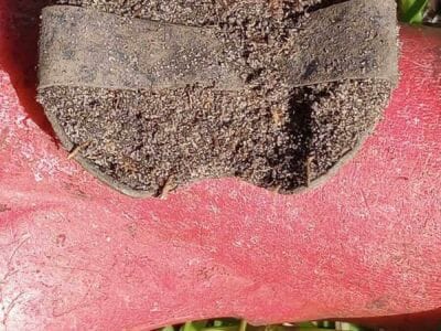 That's Been Down There Awhile Just Dug - 3