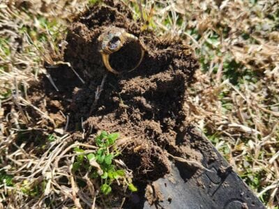 2nd Ring This Week With The Legend - 2