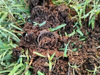 Another Great Days At The Local Park - 1