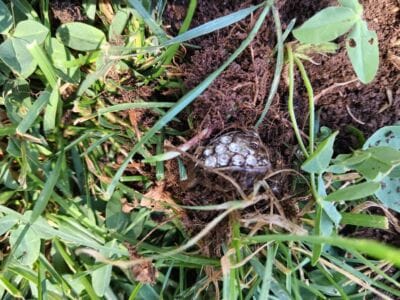 Another Great Days At The Local Park - 6