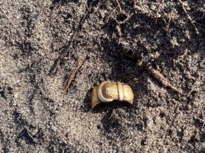 First Gold With The Simplex Metal Detector - 4