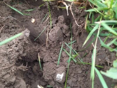 Thunderbird Fly,s Again - 2