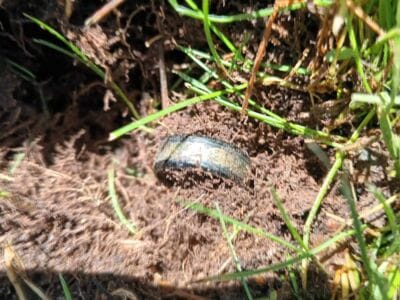 Three Day Finds With The Legend - 1