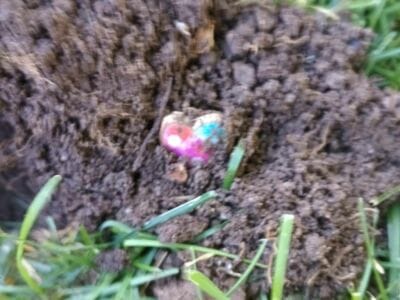 Another Amazing Day At The Local Park - 1