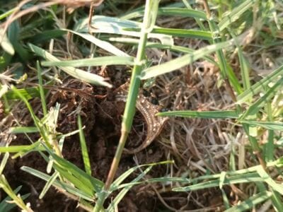 From Silver Ring to Foreign Coin: A Treasure Hunt in the Park - 1