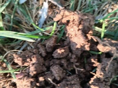 From Silver Ring to Foreign Coin: A Treasure Hunt in the Park - 2