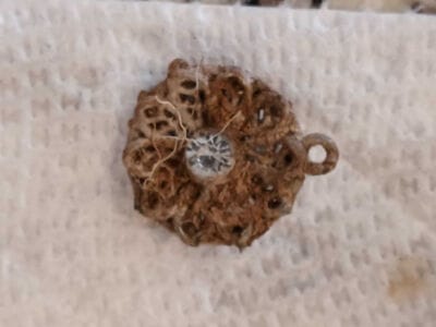 Sunrise Treasure Hunt: Rings, Coins & Hidden Gems! - 7